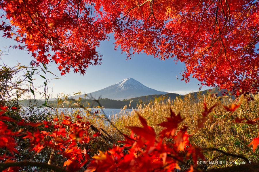 河口湖で燃えるような紅葉と雪化粧した富士山を撮影してきた！