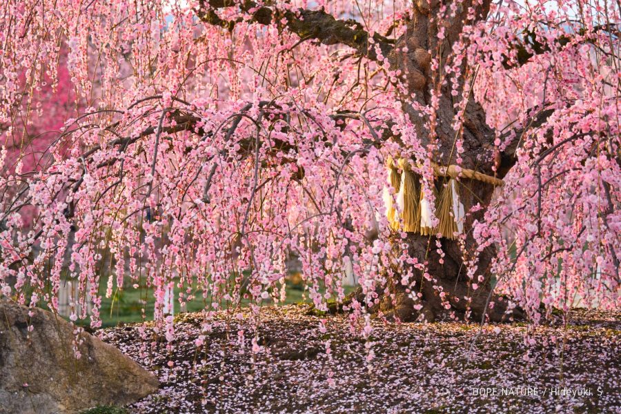 三重県鈴鹿の森庭園で怖いくらい見事で面妖で素晴らしいしだれ梅を撮影してきた！