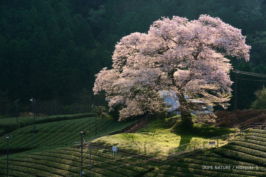 静岡県、樹齢300年の牛代のみずめ桜を撮影してきた！茶畑に囲まれた美しき大一本桜！