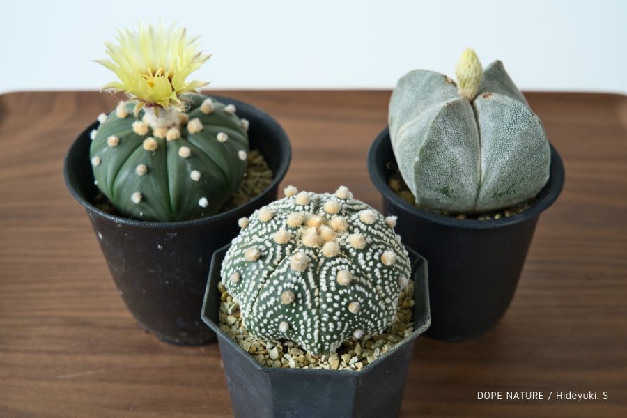 初めてのサボテン購入！アストロフィツム兜丸、瑠璃兜、四角ランポー玉を買ってみた！