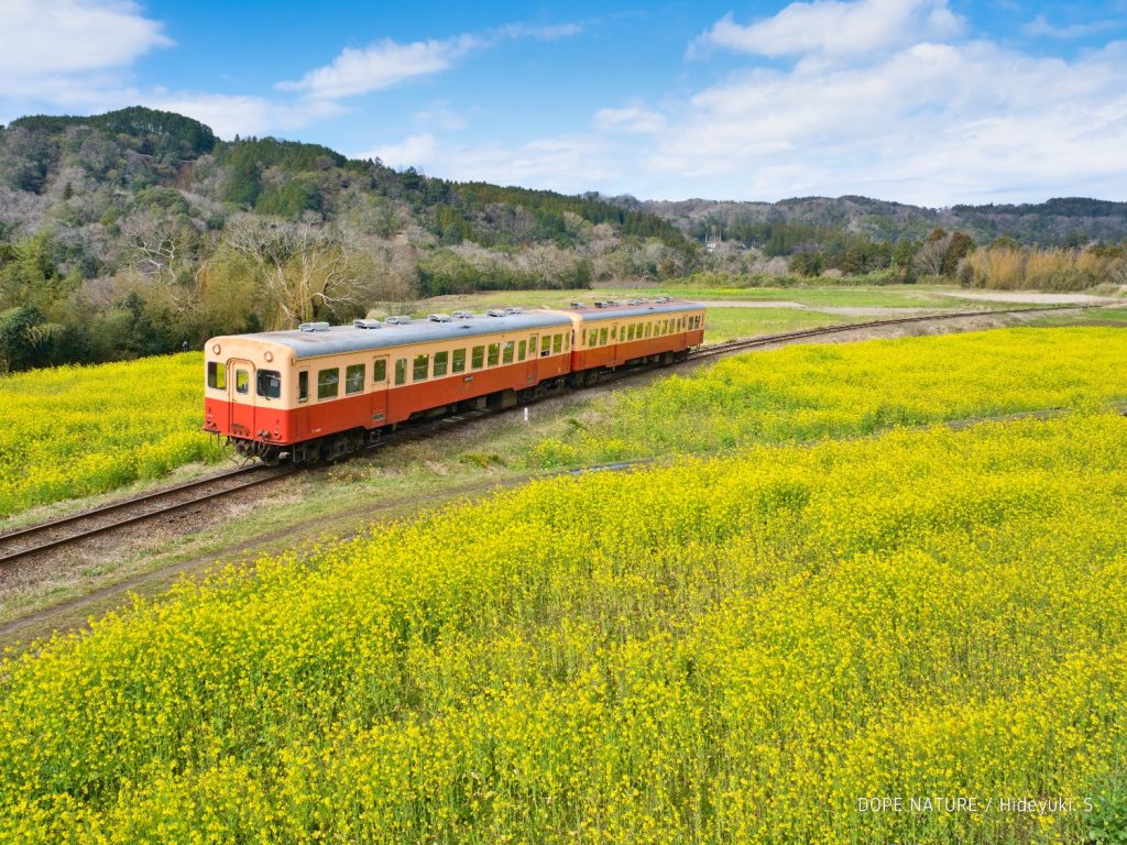 千葉県 石神の菜の花畑と小湊鐡道を撮影してきた 古き良きディーゼル鉄道が菜の花畑を走る Dope Nature