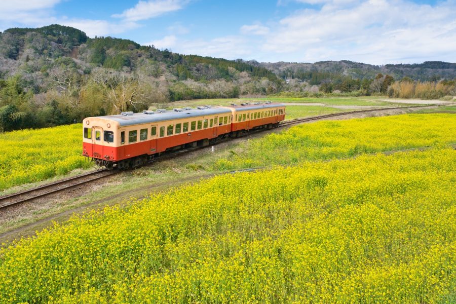 千葉県、石神の菜の花畑と小湊鐡道を撮影してきた！古き良きディーゼル鉄道が菜の花畑を走る！
