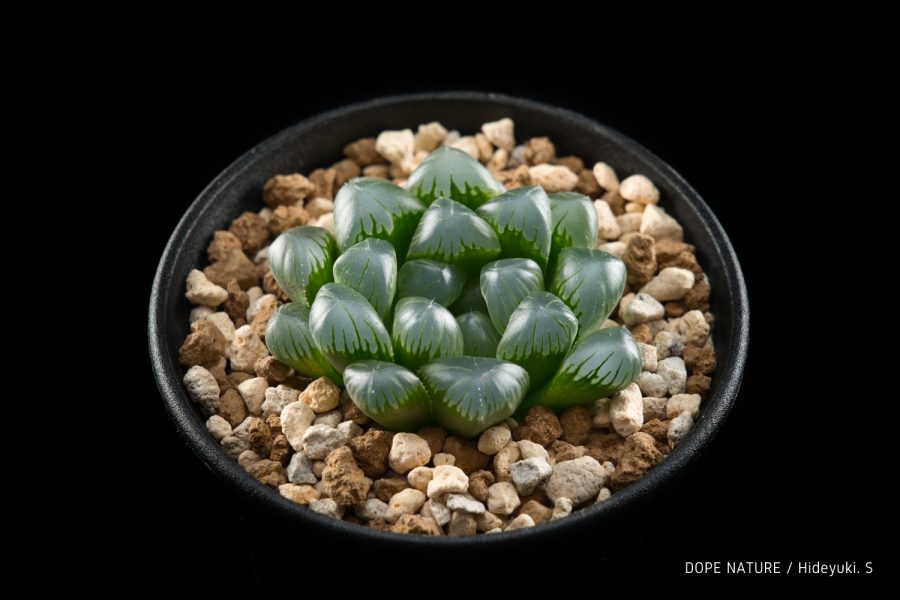ハオルチアにハマりました！オブツーサ、玉扇、万象を買ってみた！植え替え、撮影もしてみた！