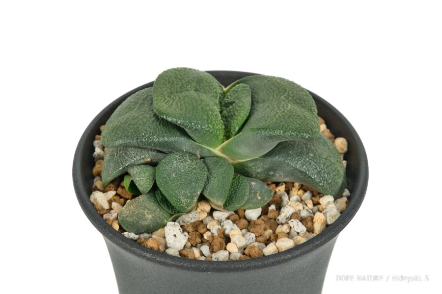 お気に入り多肉植物、ガステリア臥牛を紹介する！どっしりとしてカワイイ奴！