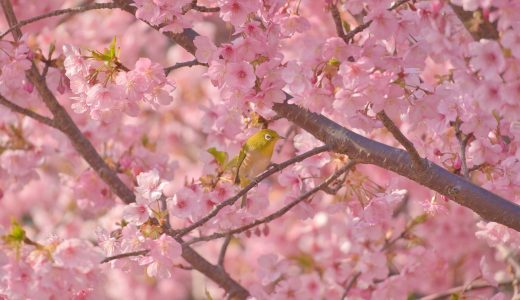 神奈川県、西平畑公園で河津桜を撮影してきた！メジロとヒヨドリも初めて撮影してみた！