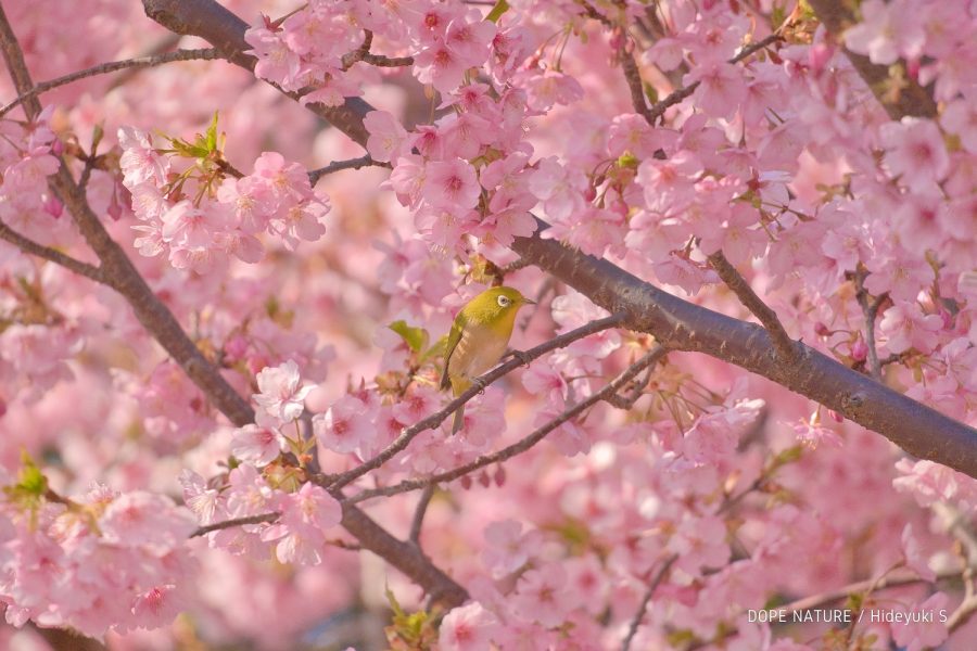 神奈川県、西平畑公園で河津桜を撮影してきた！メジロとヒヨドリも初めて撮影してみた！