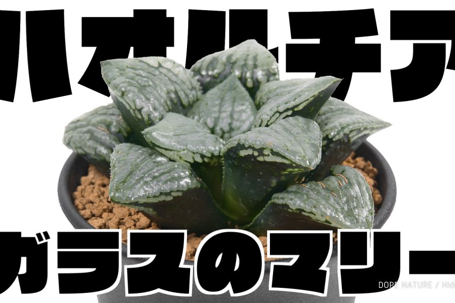 お気に入り多肉植物！ハオルチア、ガラスのマリーを紹介する！緑筋と裏窓が特徴の大型ハオルチアだ！