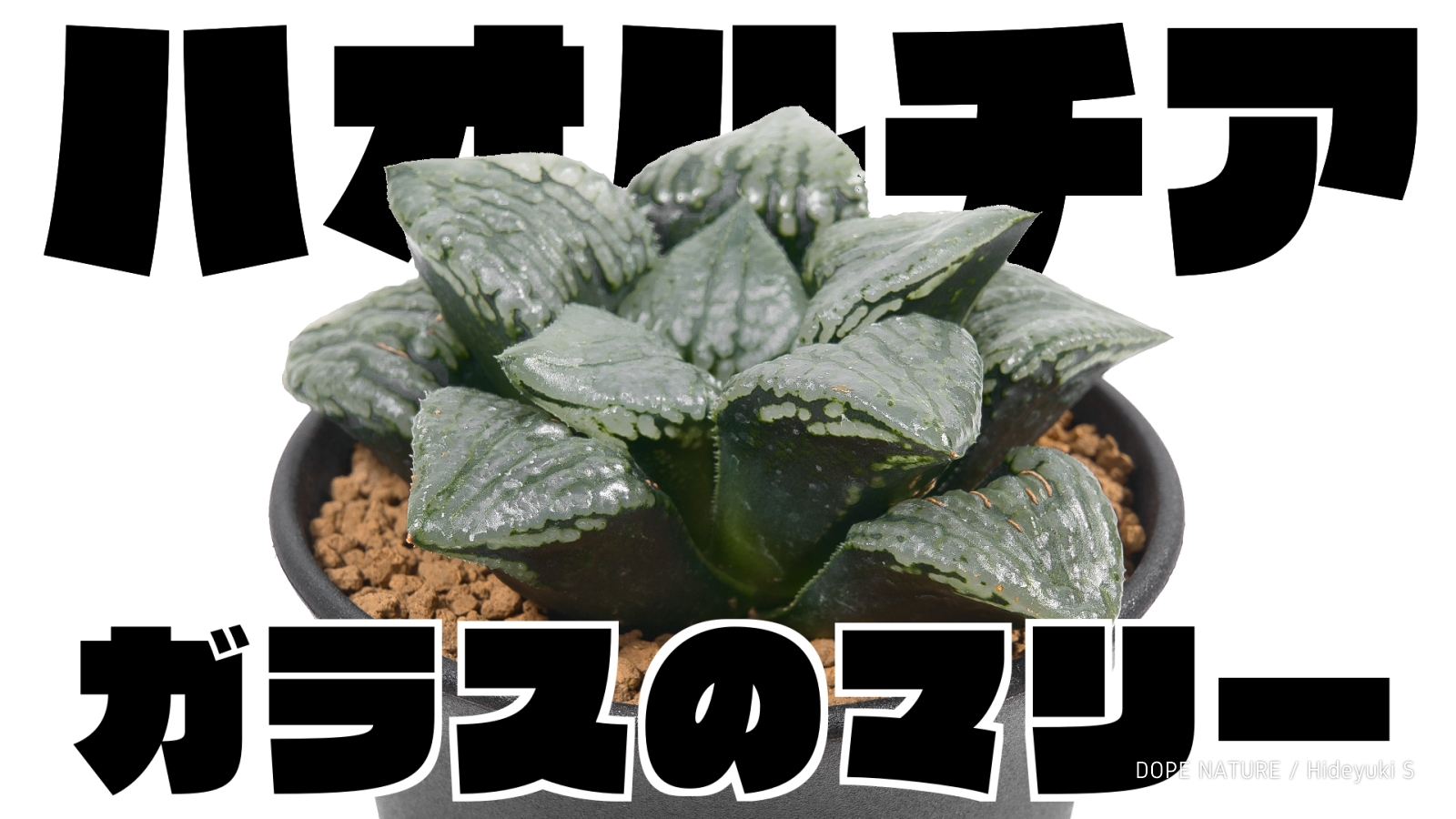 お気に入り多肉植物！ハオルチア、ガラスのマリーを紹介する！緑筋と