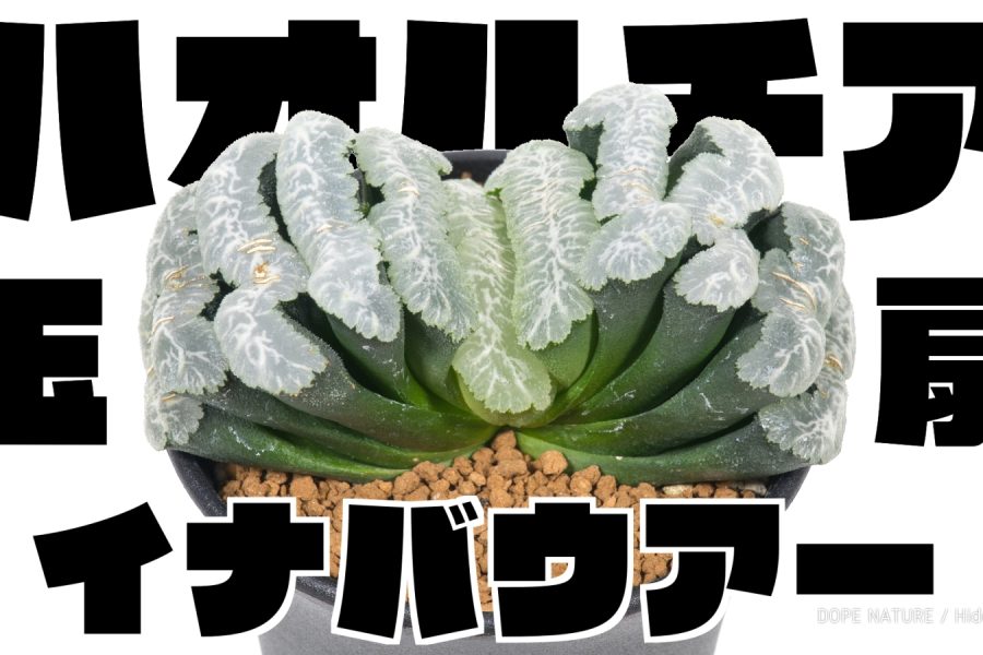 お気に入り多肉植物！ハオルチア、玉扇イナバウアーを紹介する！ぐにゃぐにゃが特徴の玉扇だ！