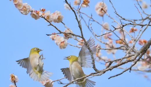 神奈川県、湯河原梅林で梅とメジロを撮影してきた！初めての梅ジロー、小鳥撮影を楽しんできた！