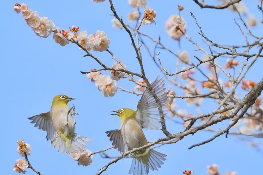 神奈川県、湯河原梅林で梅とメジロを撮影してきた！初めての梅ジロー、小鳥撮影を楽しんできた！