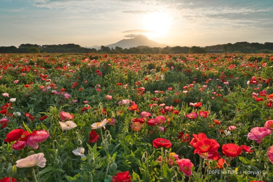 茨城県、小貝川ふれあい公園で満開のポピーと筑波山を撮影してきた！朝日の透けたポピーの花びらが美しい！