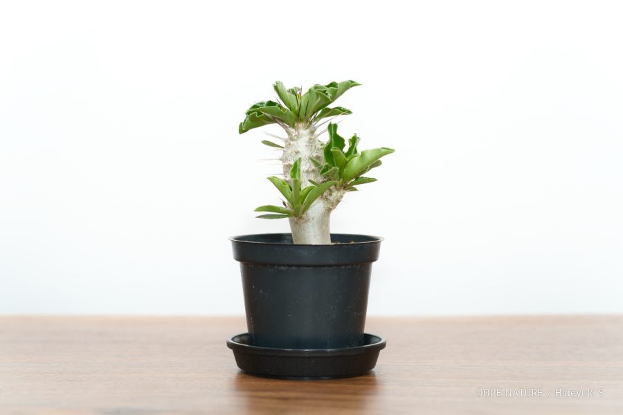 パキポディウム サウンデルシー(Pachypodium saundersii)の成長記録(2022年6月～更新中)