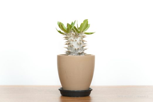 パキポディウム ホロンベンセ(Pachypodium horombense)の成長記録(2022年6月~更新中)