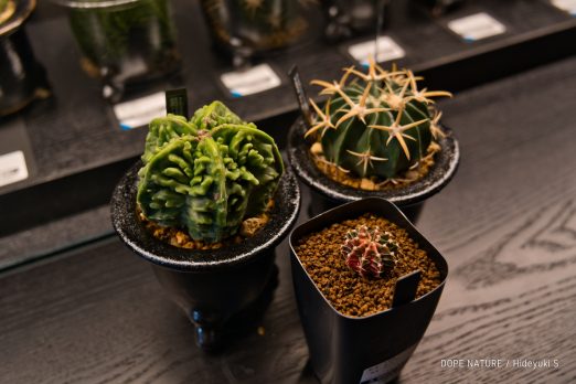 サボテン・多肉植物成長記録