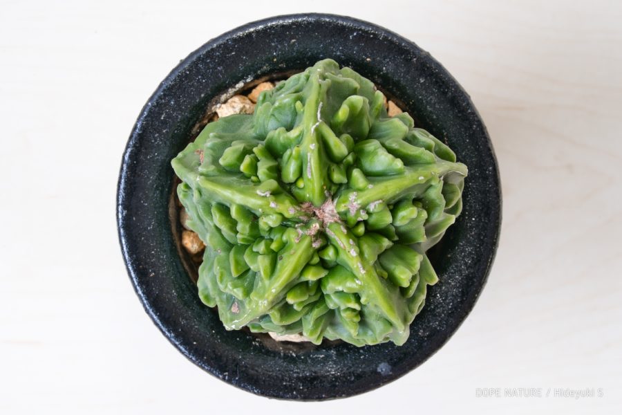 アストロフィツム 複陵碧瑠璃ランポー玉(Astrophytum myriostigma var. nudum ‘Fukuryo’)の成長記録(2022年7月～更新中)