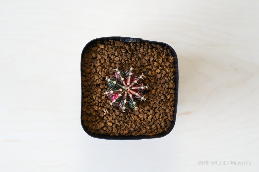 ギムノカリキウム フリードリッヒ LB2178 ハイブリッド錦(Gymnocalycium friedrihii LB2178 hybrid variegata)の成長記録(2022年7月～更新中)