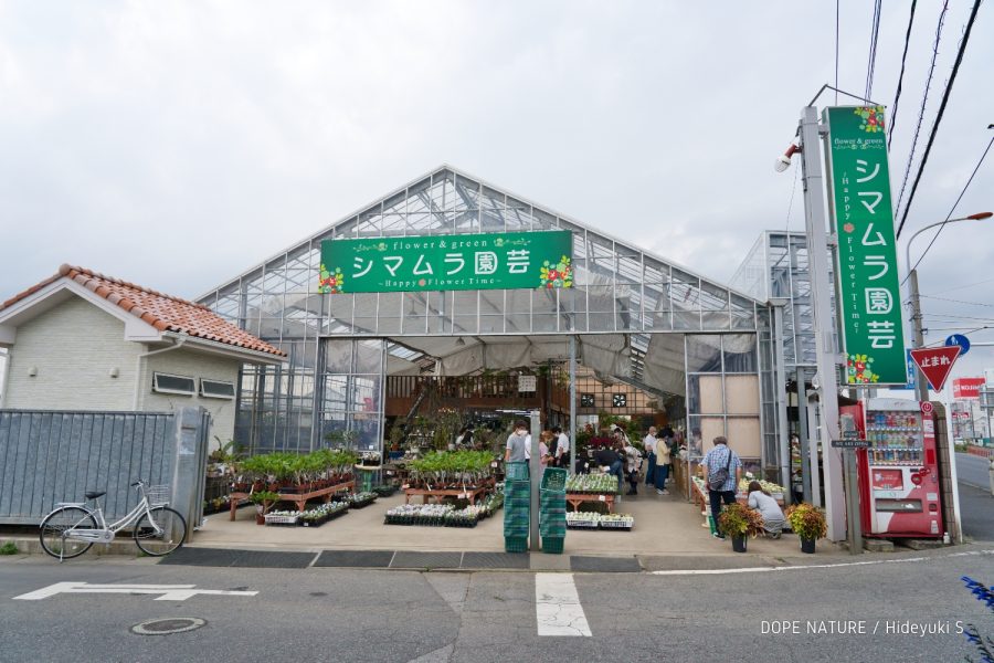 埼玉県シマムラ園芸でアガベ レッドキャットウィーズルを購入してみた！