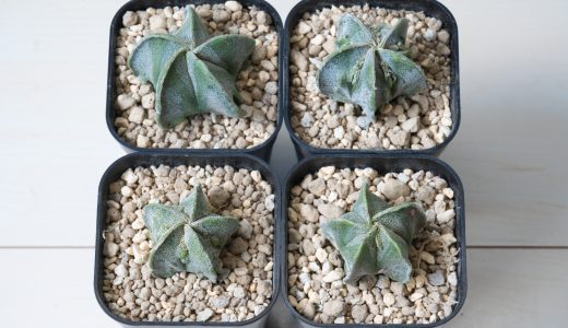 サボテン アストロフィツム 複陵ランポー玉(Astrophytum myriostigma ‘Fukuryo’)の成長記録(2021年3月～更新中)