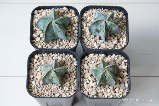サボテン アストロフィツム 複陵ランポー玉(Astrophytum myriostigma ‘Fukuryo’)の成長記録(2021年3月~更新中)