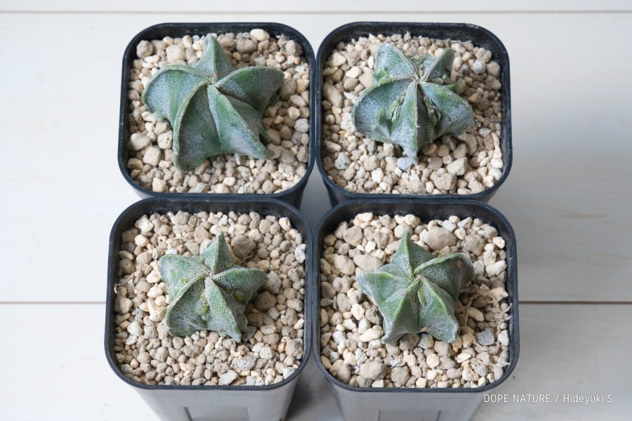 サボテン アストロフィツム 複陵ランポー玉(Astrophytum myriostigma ‘Fukuryo’)の成長記録(2021年3月～更新中)