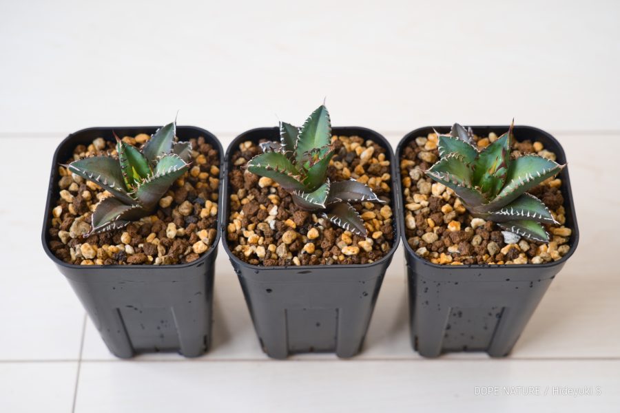 アガベ チタノタ レッドキャットウィーズル(Agave titanota ‘Red cat weezle’)の成長記録(2021年6月～更新中)