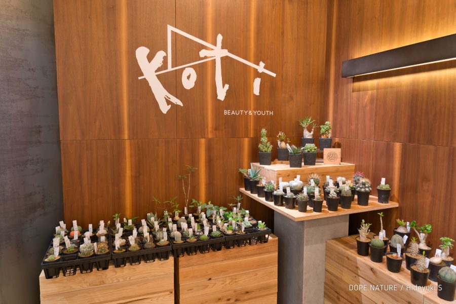 LFE×鶴仙園 PUP UP store at koti BEAUTY&YOUTHに行ってみた！アロエ カスティロニアエを購入したぞ！