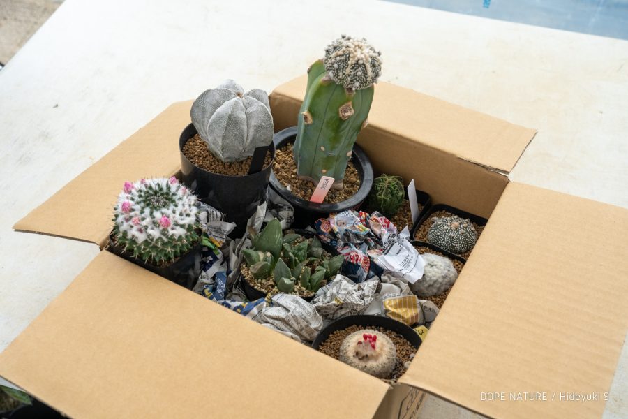 念願の「CORON CACTUS」に行ってきた！サボテン買うならここがおすすめです！